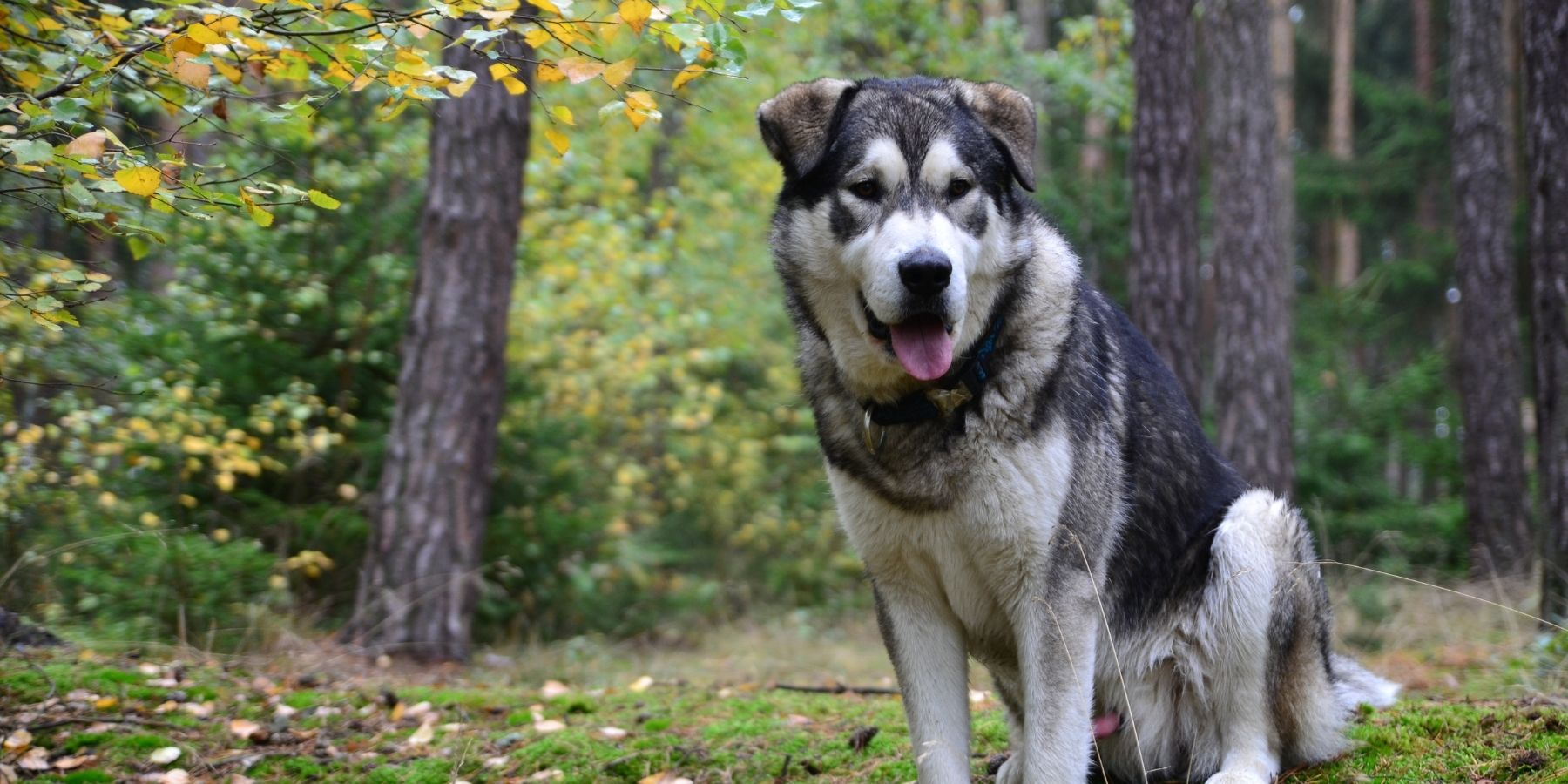 How to Perfectly Size Your Big Dog's Harness: Easy Guide