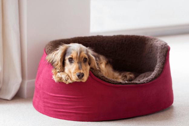 The Ultimate Guide to Automatic Pet Timing Feeders